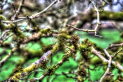 DSC_6964_5_6_Painterly 4