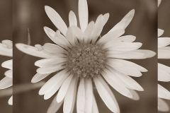 daisy overlap monochrome